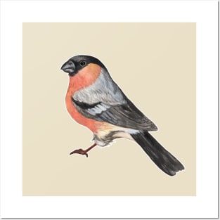 Eurasian bullfinch bird Posters and Art